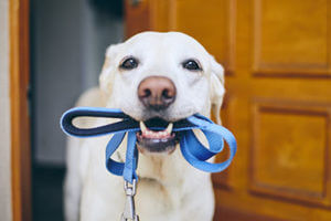 dog carrying leash ready for dog walking services howard county md