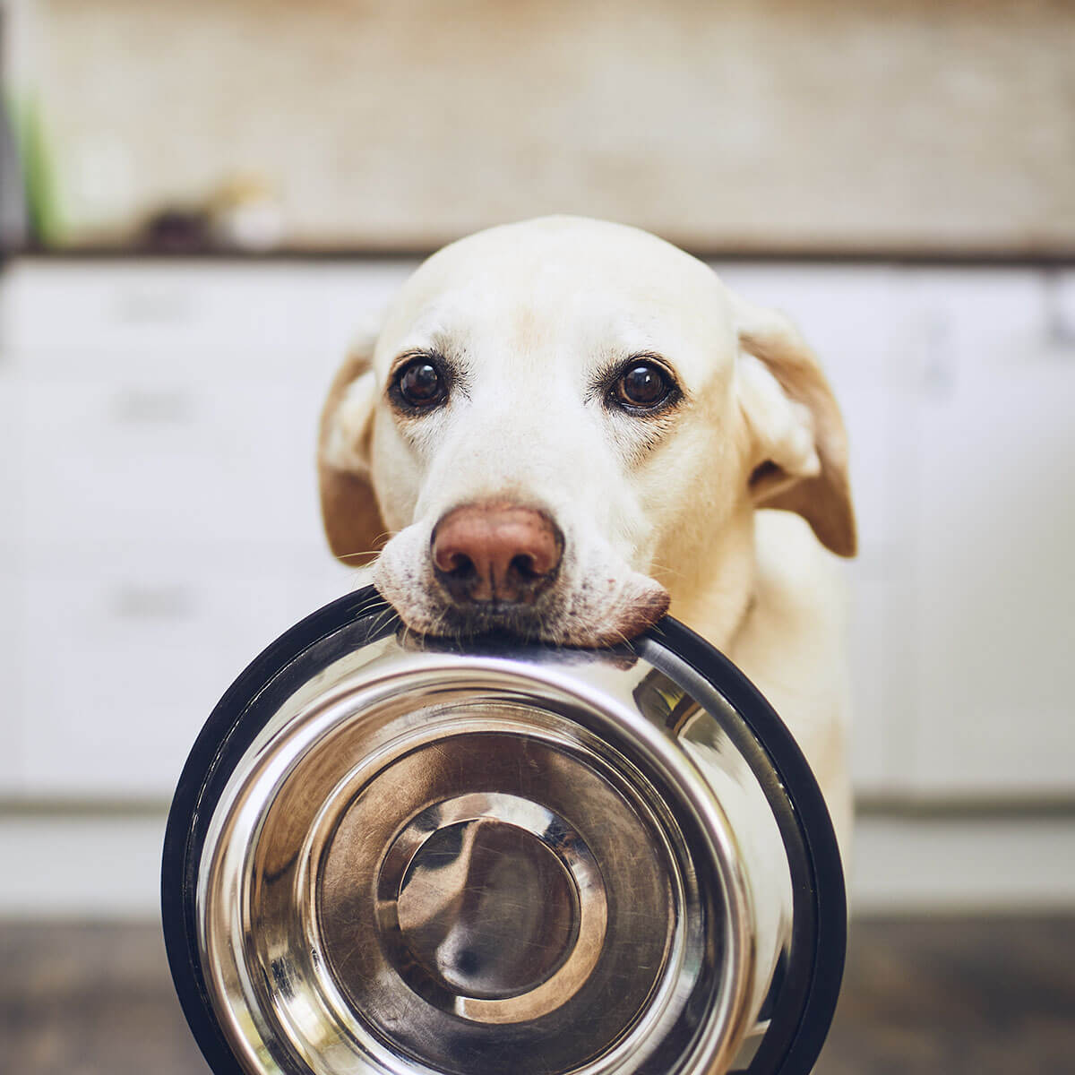 labrador retriever holding food dish ready for d'tails pet service