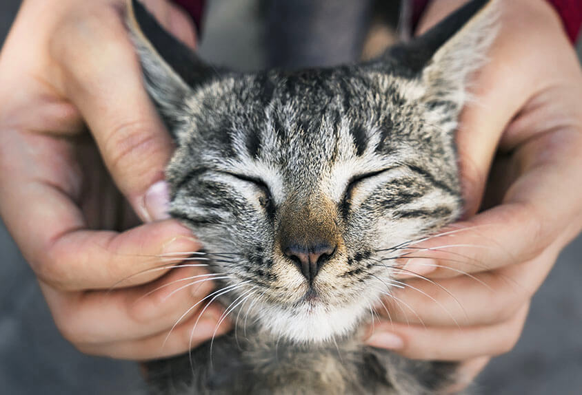 cat getting face massage